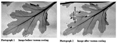 neutron_image_e3.jpg